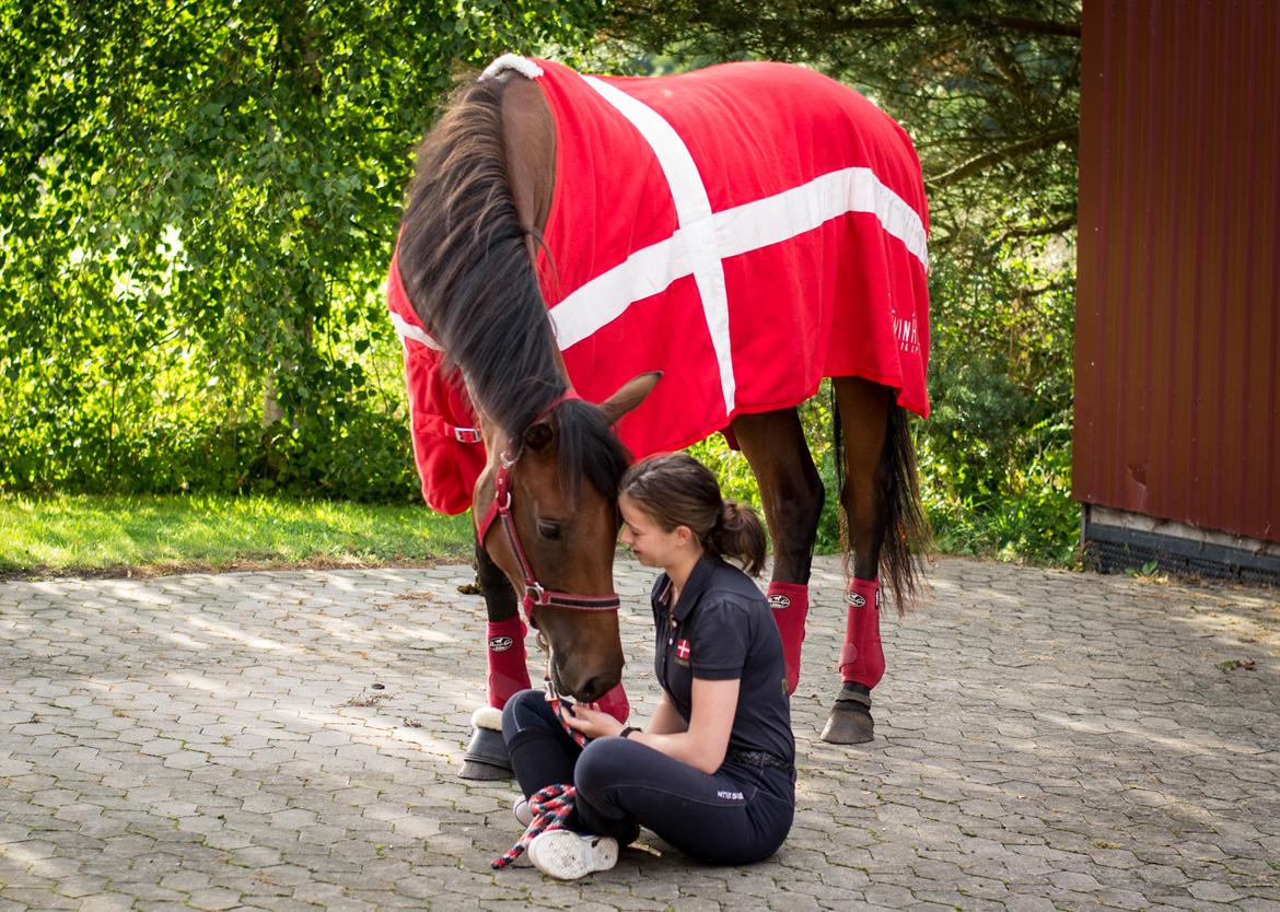 Dansk Varmblod TWINHORS DON'A BALLERINA billede 2