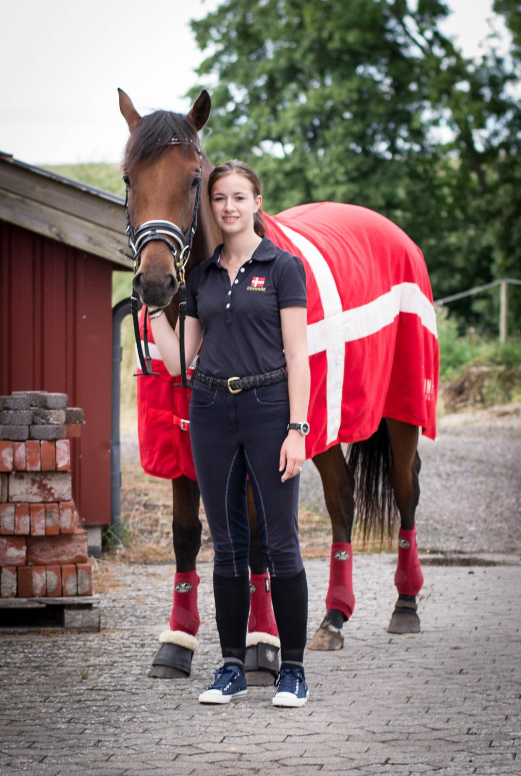 Dansk Varmblod TWINHORS DON'A BALLERINA billede 8