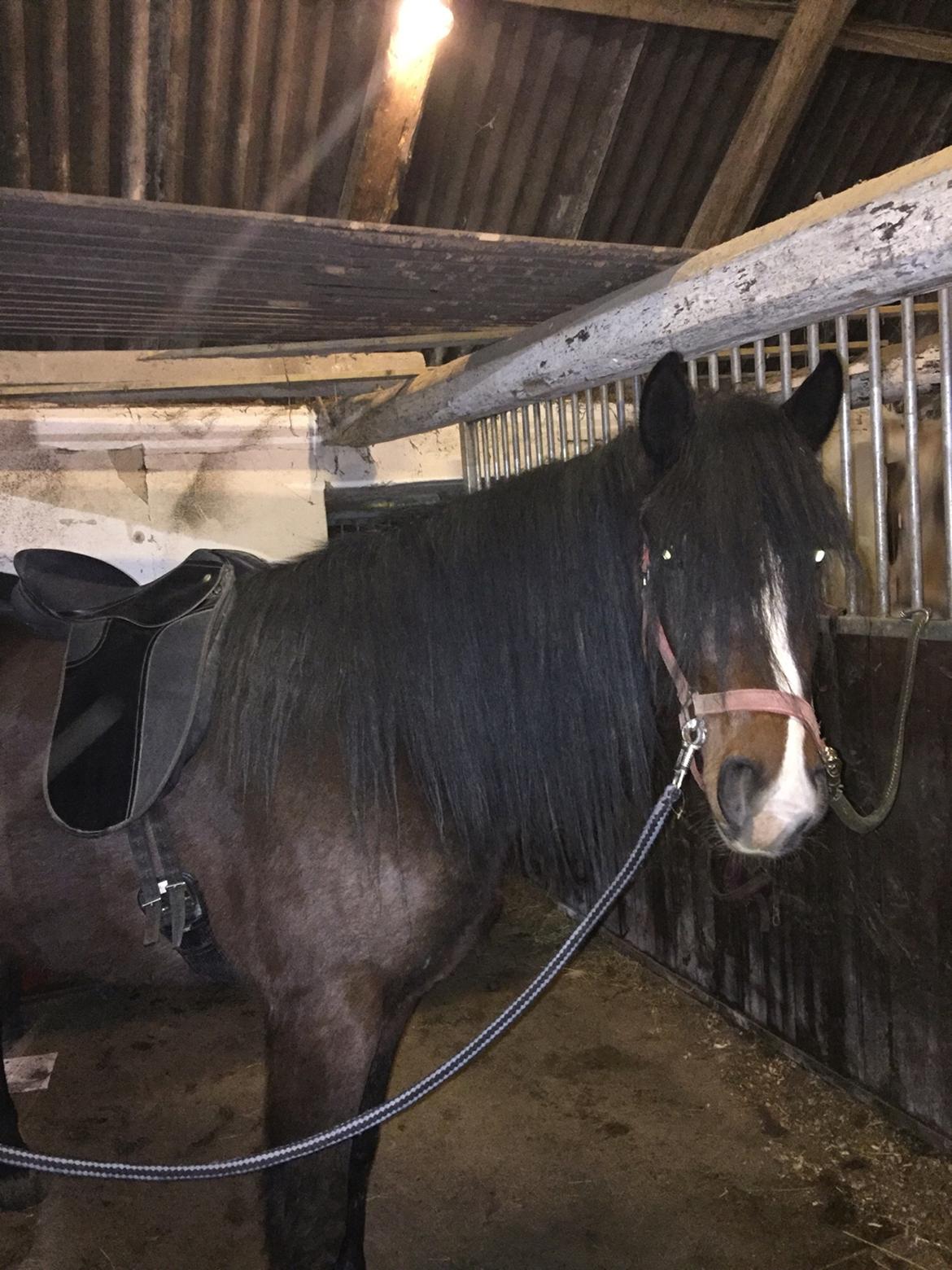 Anden særlig race Kessler billede 8