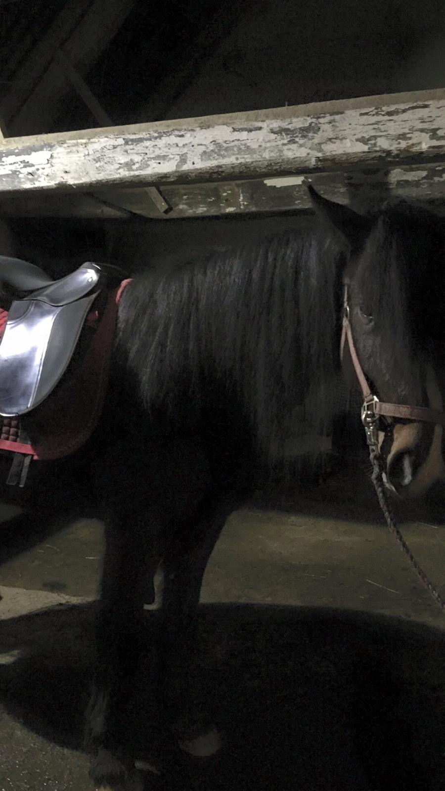 Anden særlig race Kessler billede 9