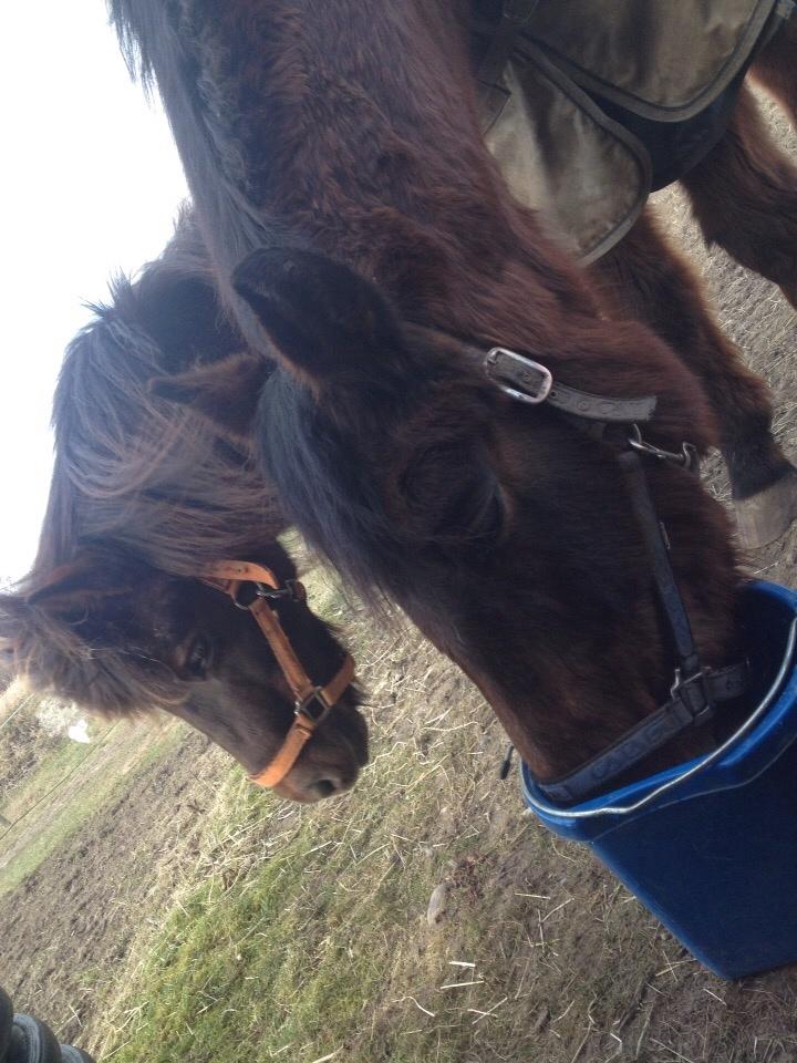 Shetlænder Pocahontas  billede 8