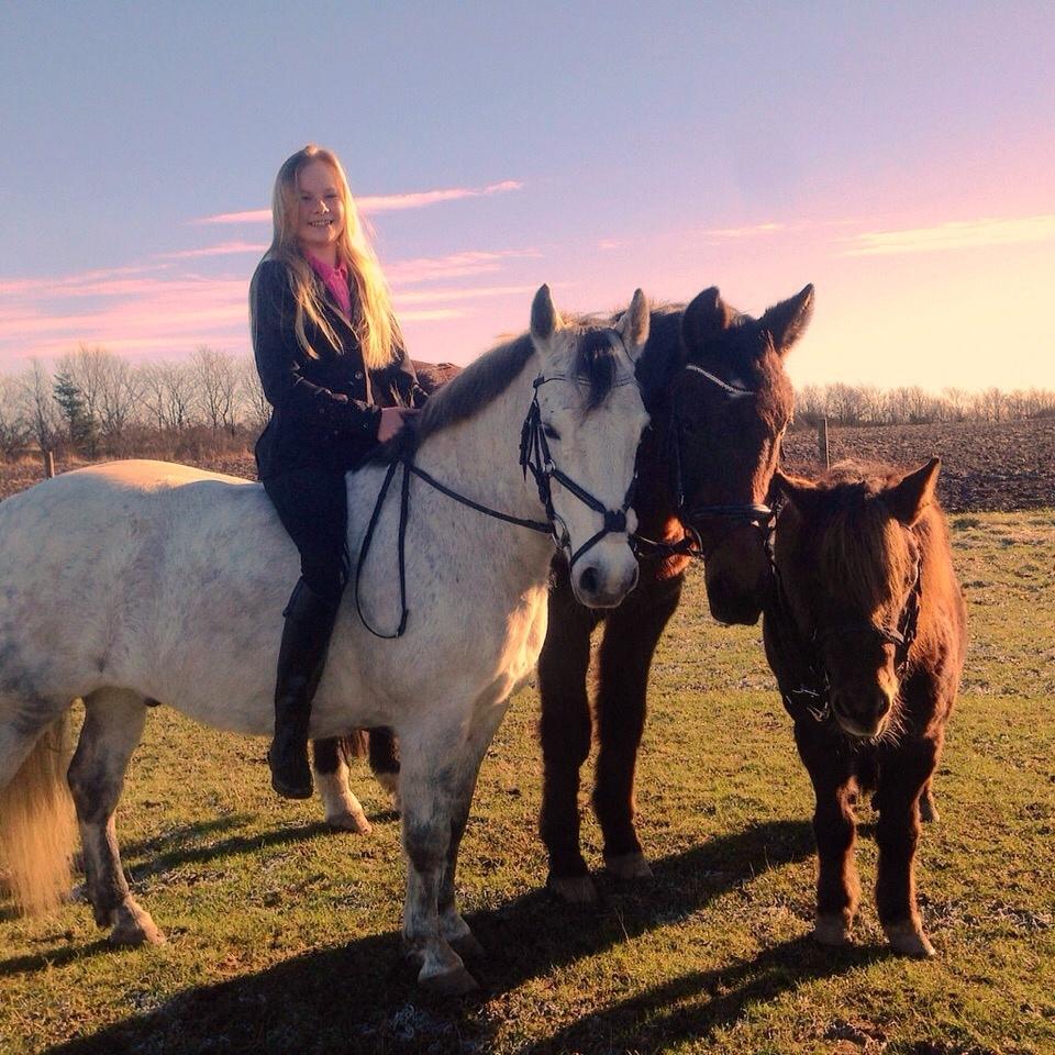 Shetlænder Pocahontas  - Billede med alle hestene til konfirmationsinvitationerne <3 2016 billede 7