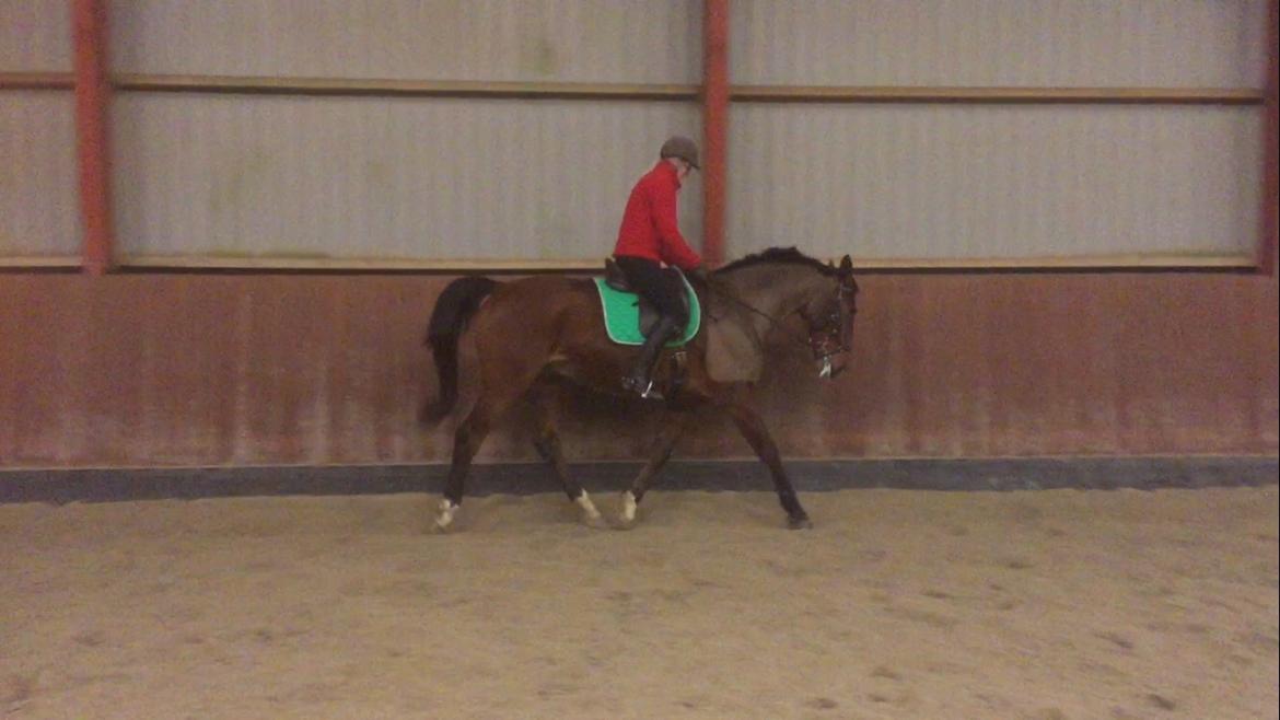 Palomino Charlie Stauslykke billede 2