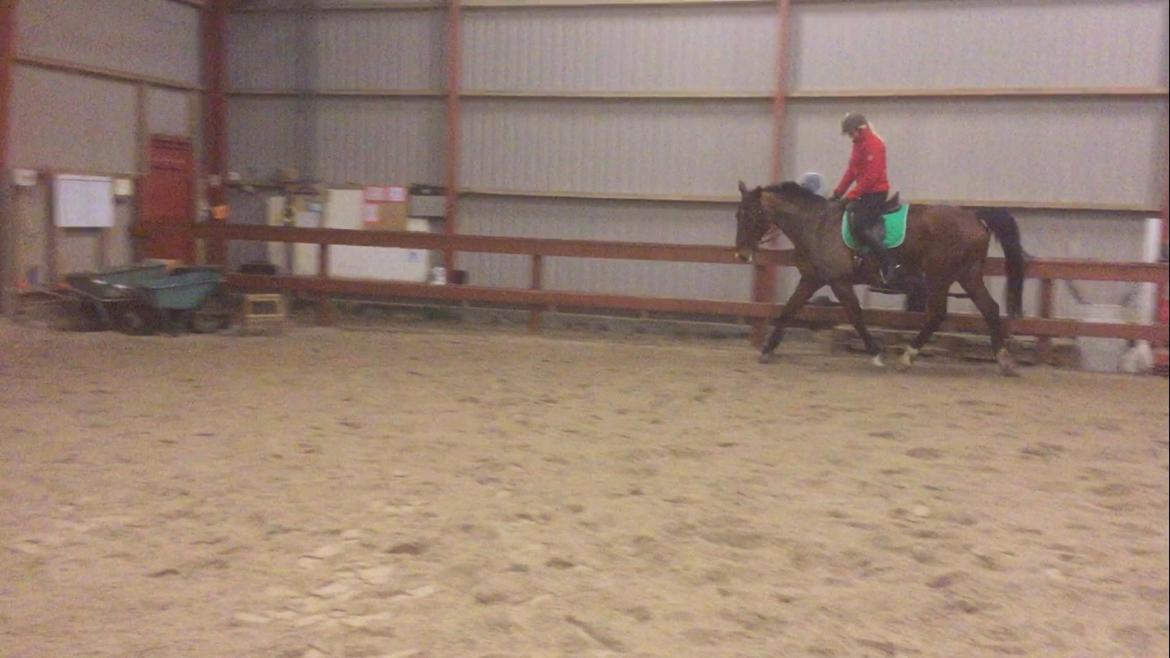 Palomino Charlie Stauslykke billede 3