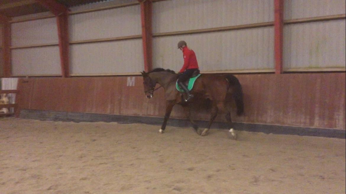 Palomino Charlie Stauslykke billede 4