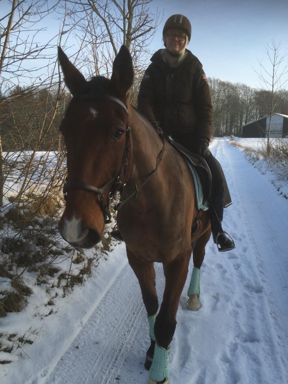 Palomino Charlie Stauslykke billede 5