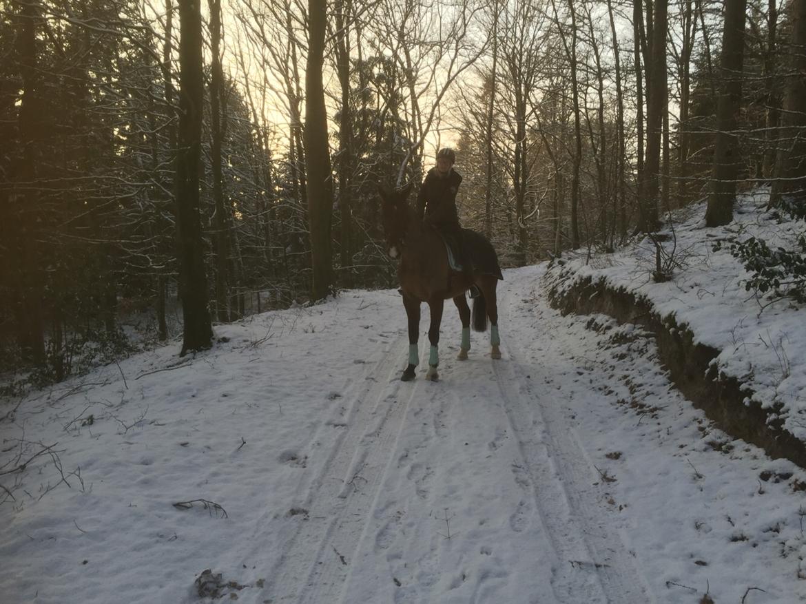 Palomino Charlie Stauslykke billede 7