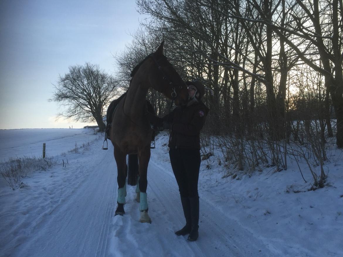 Palomino Charlie Stauslykke billede 8