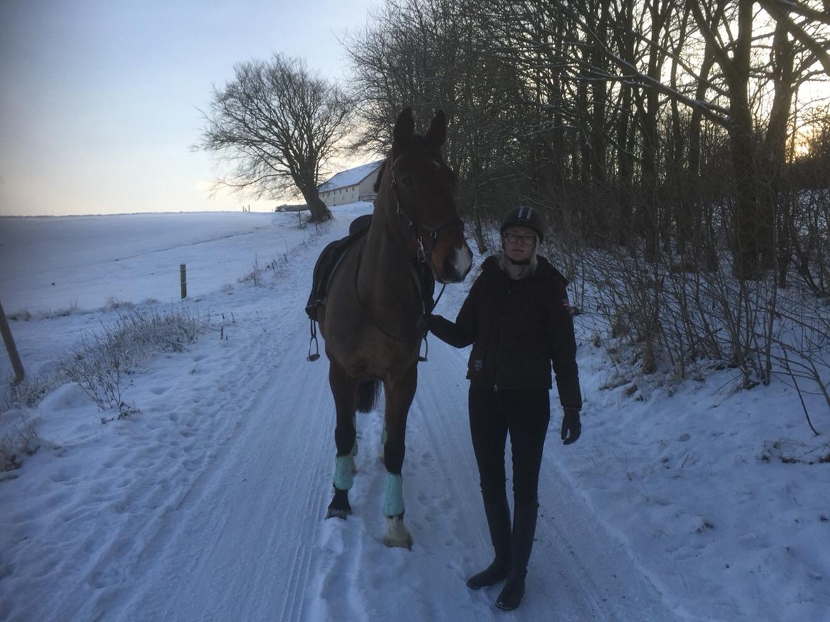 Palomino Charlie Stauslykke billede 9