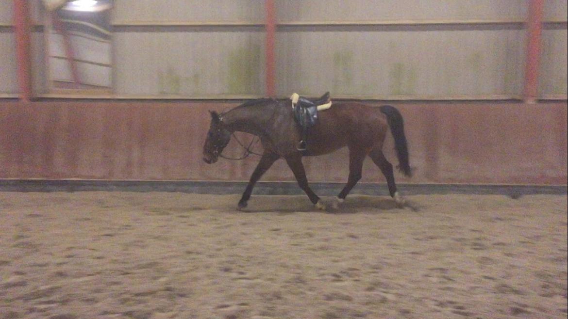 Palomino Charlie Stauslykke billede 10