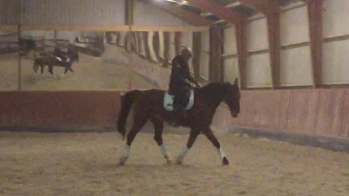 Palomino Charlie Stauslykke billede 11