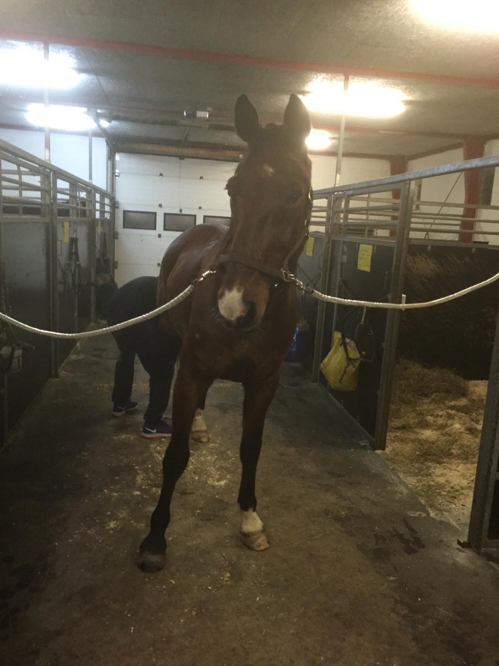 Palomino Charlie Stauslykke billede 12