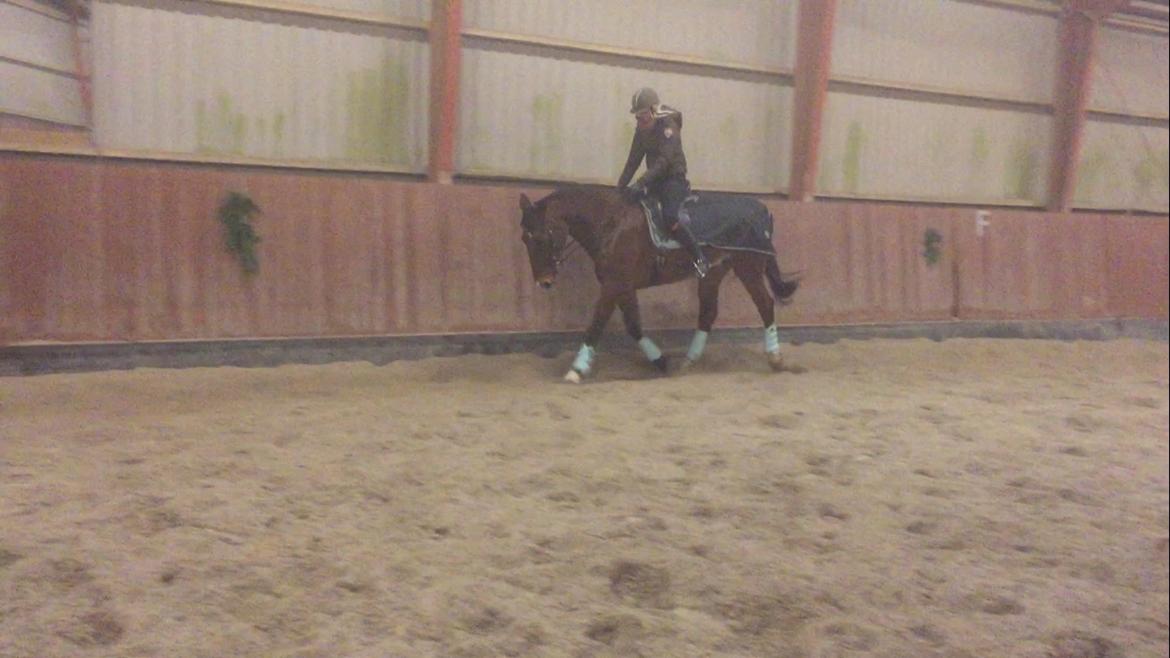 Palomino Charlie Stauslykke billede 14