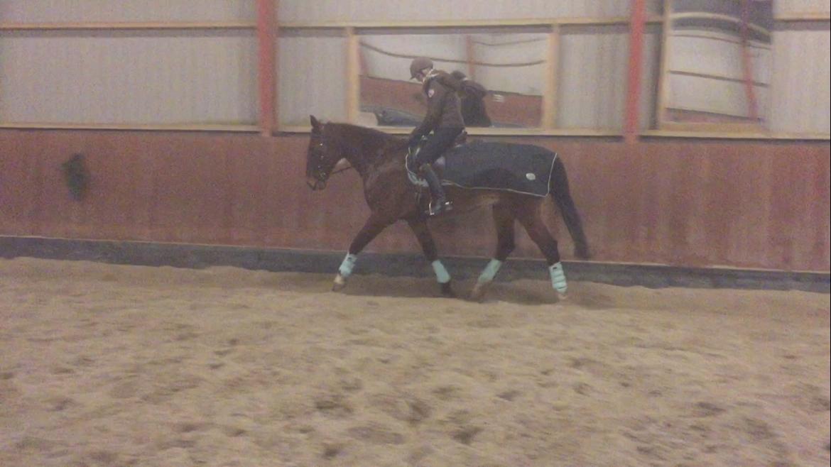 Palomino Charlie Stauslykke billede 15