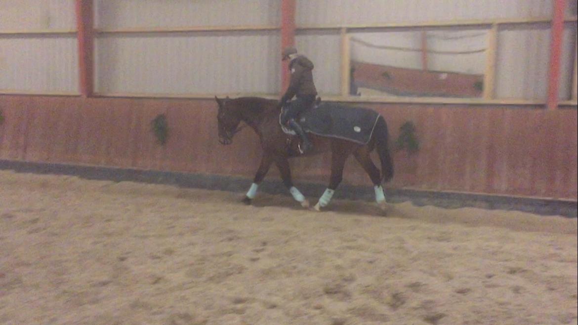 Palomino Charlie Stauslykke billede 16