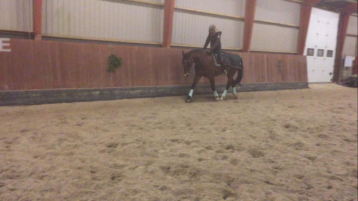 Palomino Charlie Stauslykke billede 17