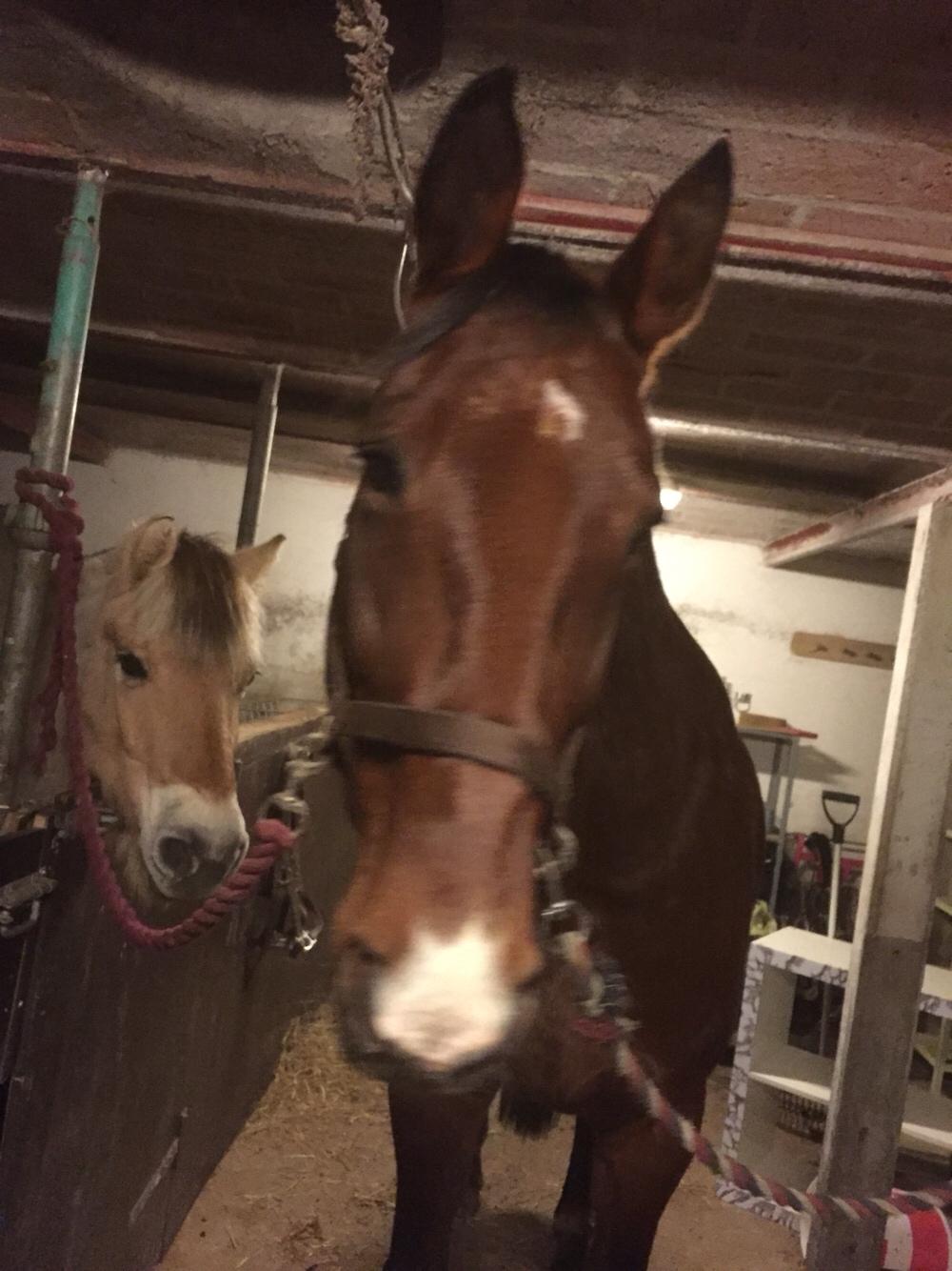 Palomino Charlie Stauslykke billede 18