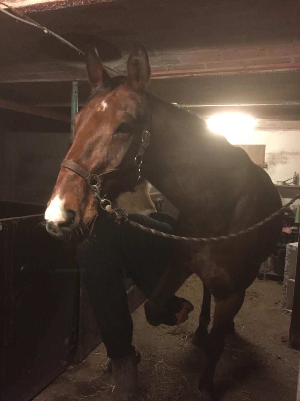 Palomino Charlie Stauslykke billede 19