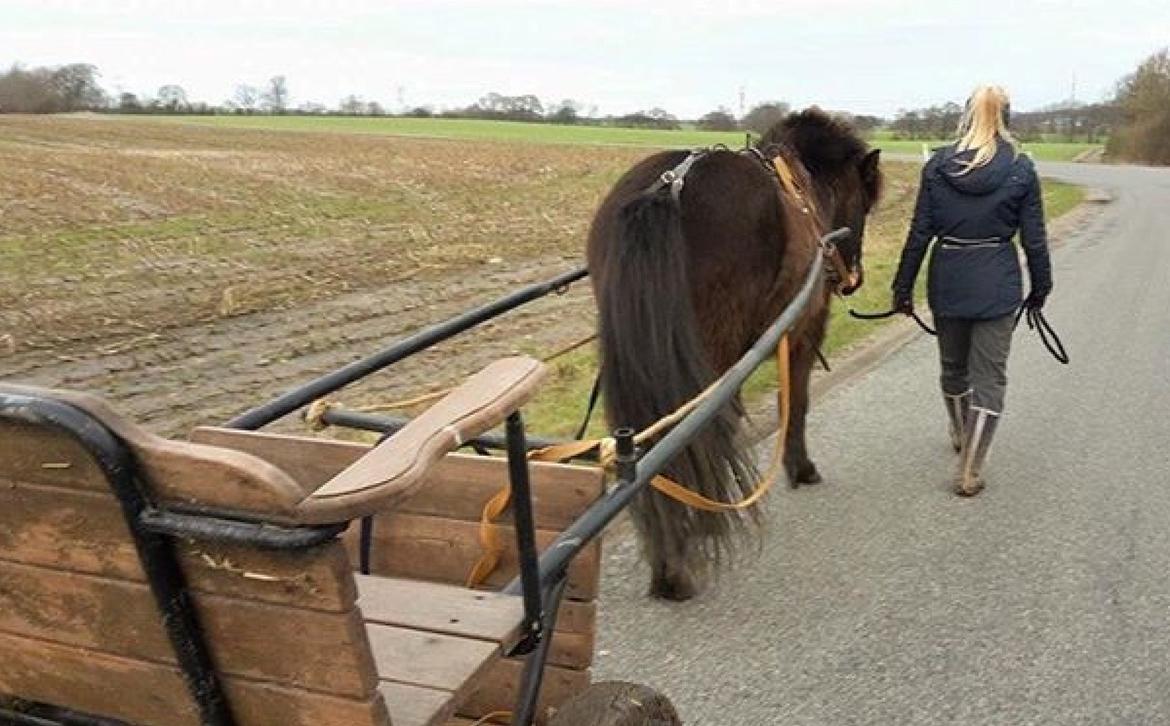 Islænder Ási fra Rønnow billede 17