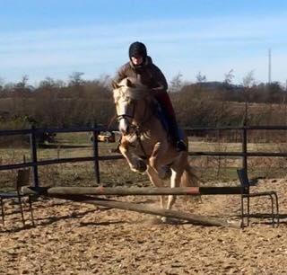 Haflinger Rascitta billede 8