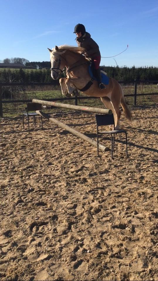 Haflinger Rascitta billede 25