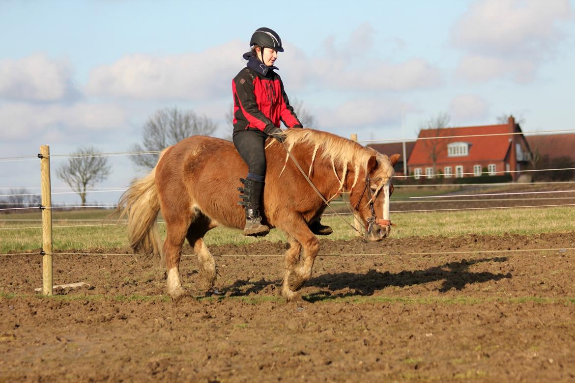 Welsh Cob (sec D) | Glanvyrnwy Olwena - Min smukke pelsede pony. ♥ Februar 2016. billede 2