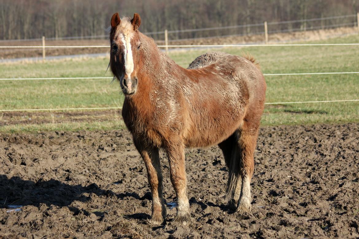 Welsh Cob (sec D) | Glanvyrnwy Olwena - 2½ måned til termin. ♥ Februar 2016. billede 4