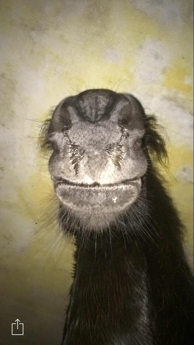 Frieser Lobke Fan It Jaachpaad billede 2