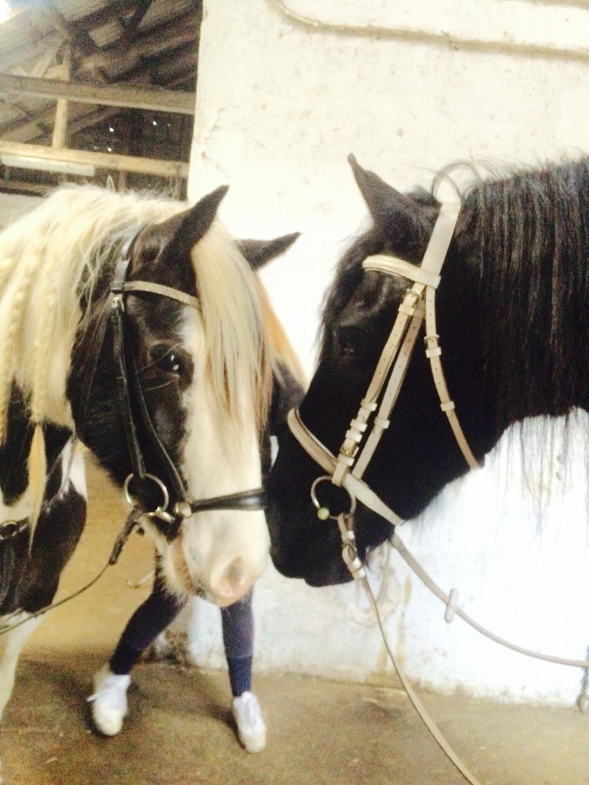 Frieser Lobke Fan It Jaachpaad billede 11