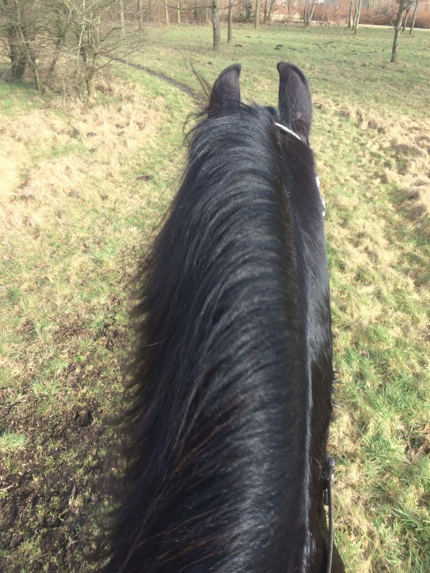 Frieser Lobke Fan It Jaachpaad billede 18