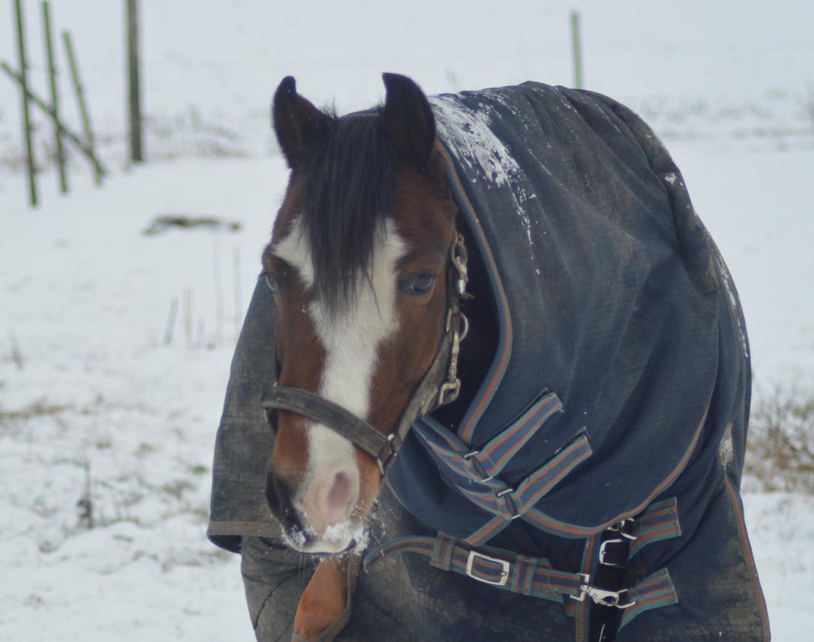Welsh Pony (sec B) Korreborgs Alonzo - Vinter 15/16 billede 16