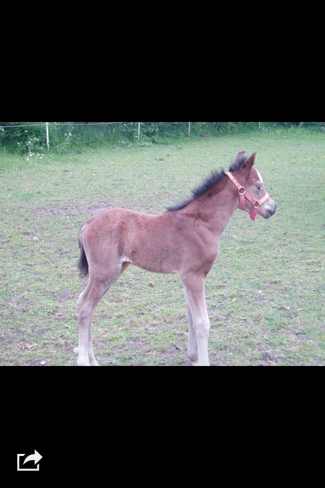 Welsh Pony (sec B) Korreborgs Alonzo - Alonzo som føl billede 4