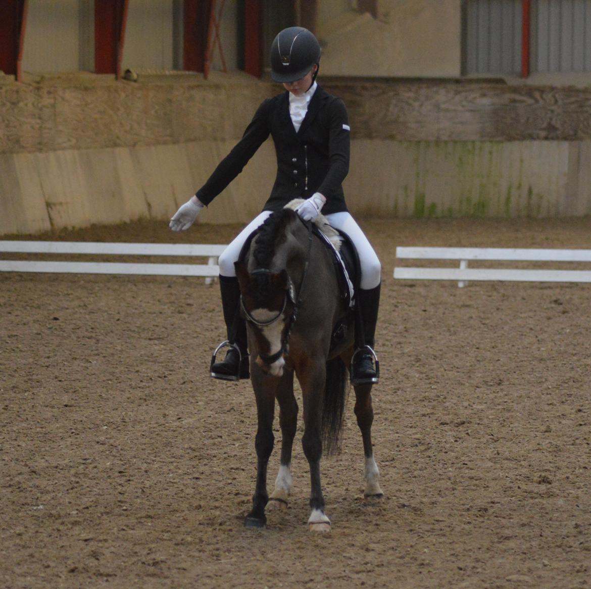 Welsh Pony (sec B) Korreborgs Alonzo - Første LA1 - C-stævne billede 13