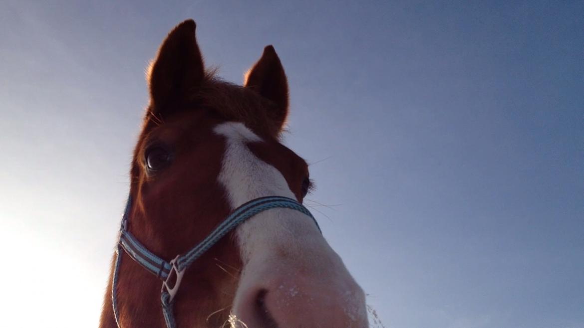 Anden særlig race Milando billede 2