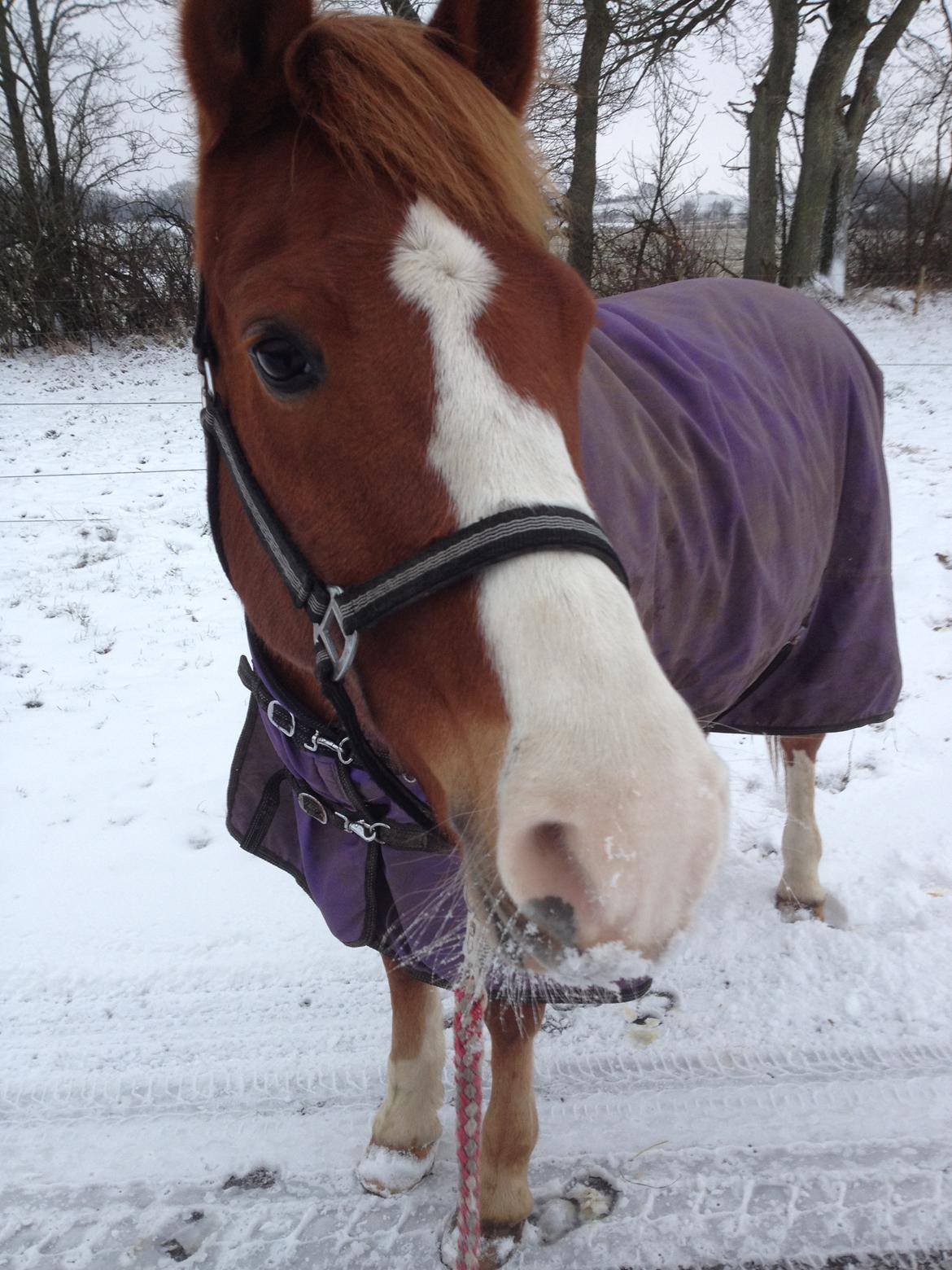 Anden særlig race Milando - Snemule billede 3