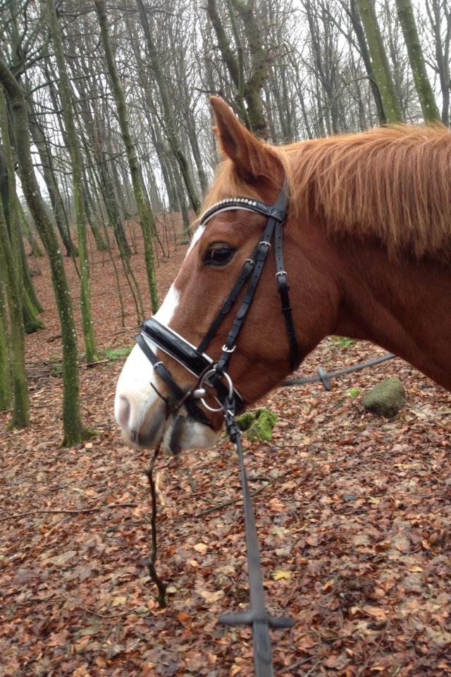 Anden særlig race Milando - Min mor gik en tur i skoven, og så fandt Milando en pind som han ikke ville slippe. :P billede 4