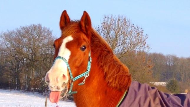 Anden særlig race Milando - Så nuttet! billede 5