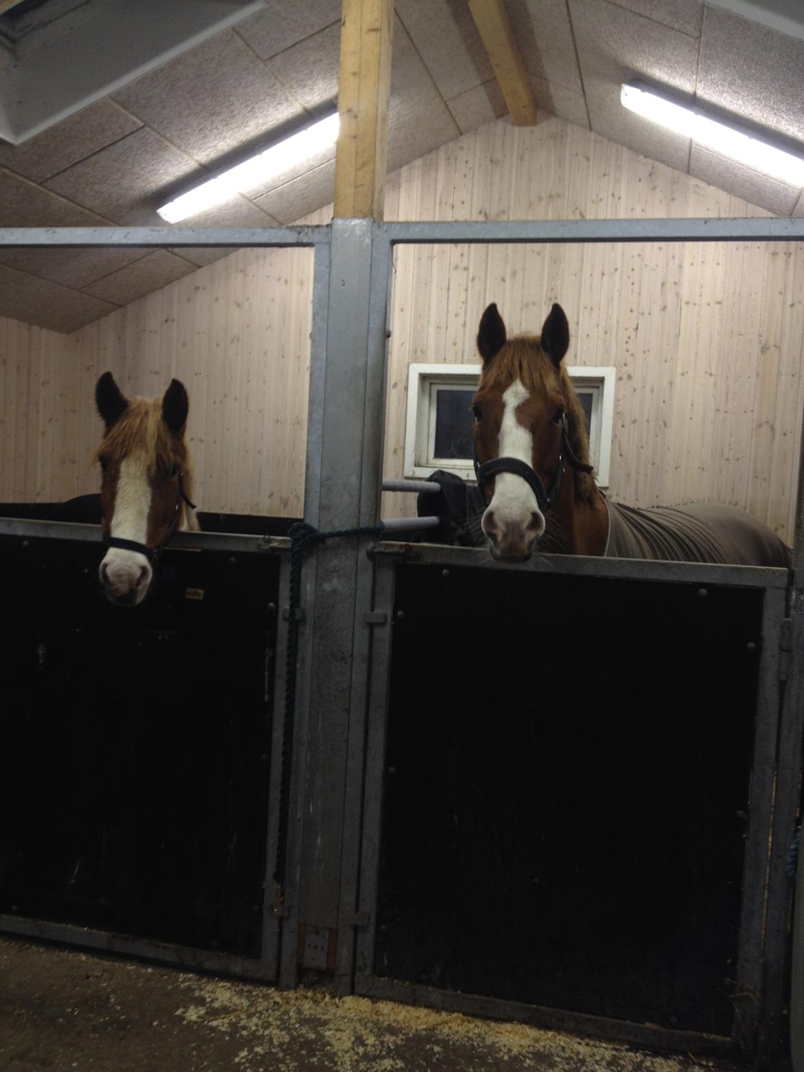 Anden særlig race Milando - Chila og Milando billede 6