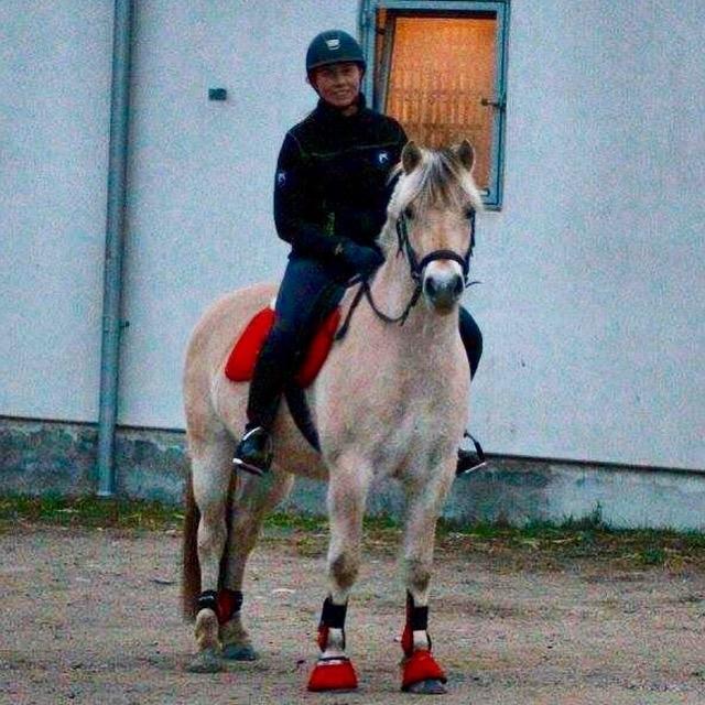 Fjordhest Hjorthøj's Tro billede 20