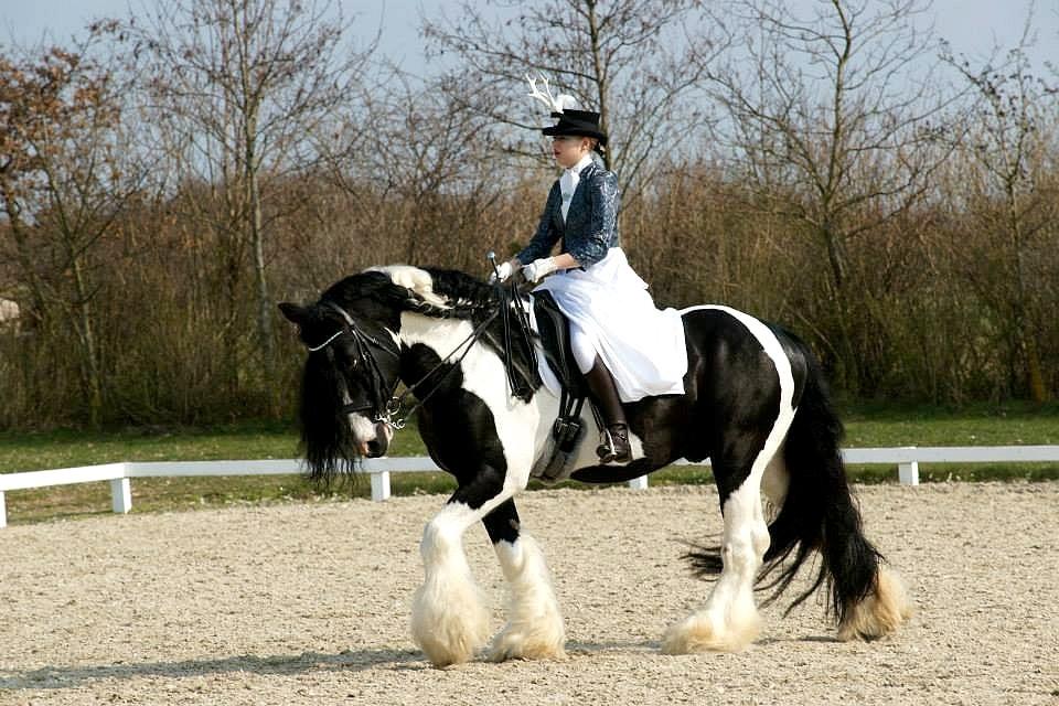 Drumhorse Lord Korpus King Keen - Godkendt i EU og GCDHA billede 8