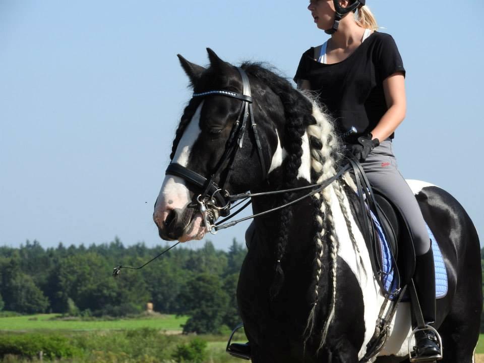 Drumhorse Lord Korpus King Keen - Godkendt i EU og GCDHA billede 12