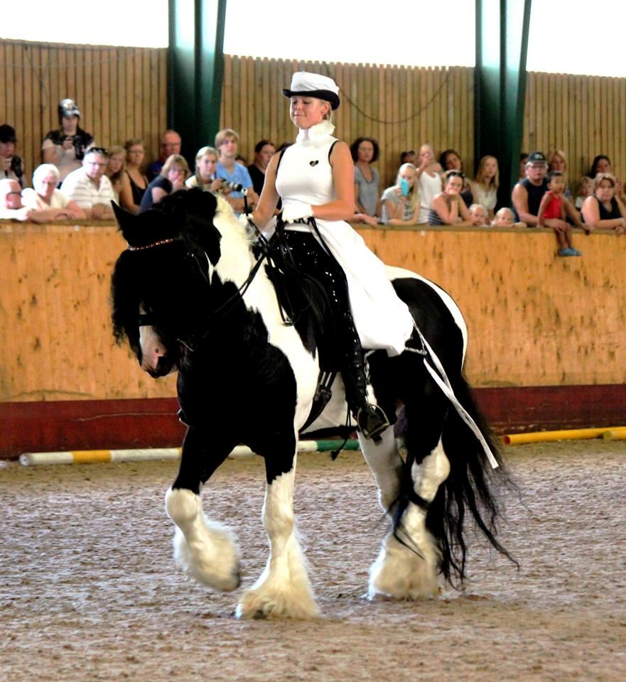 Drumhorse Lord Korpus King Keen - Godkendt i EU og GCDHA billede 2