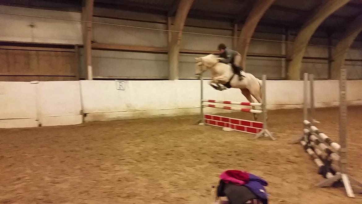 Palomino Scheels Golddigger billede 9