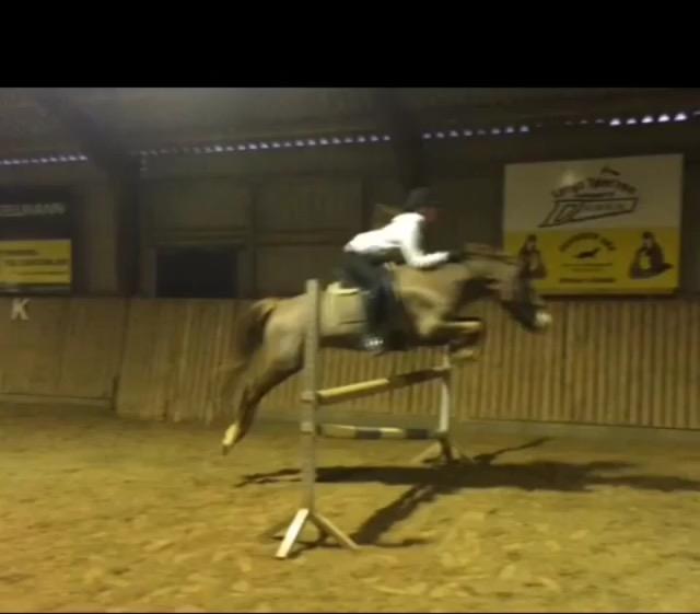 Anden særlig race Hanna Montana billede 16