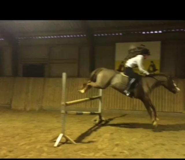 Anden særlig race Hanna Montana billede 19