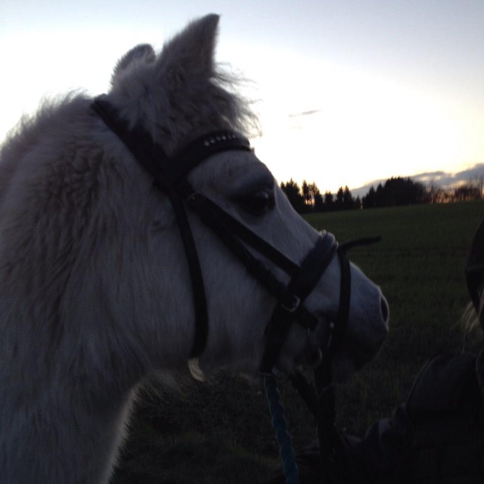 Welsh Mountain (sec A) Liljelunds Annabell billede 47