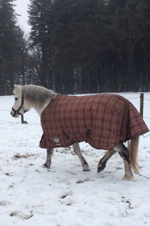 Welsh Mountain (sec A) Liljelunds Annabell billede 50