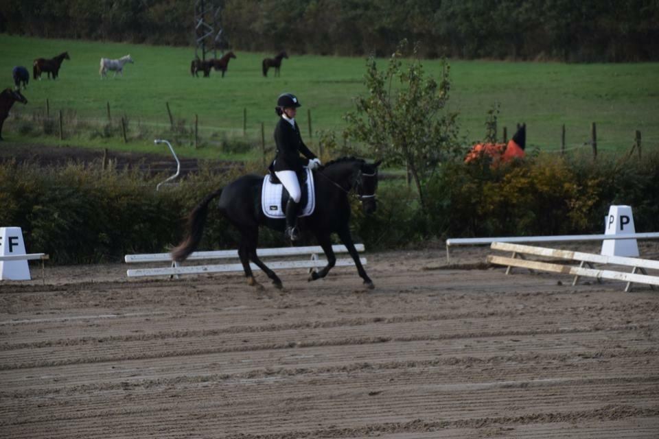 Welsh Partbred (Sec F) Laibek's Olympic - til stævne på HKR billede 3