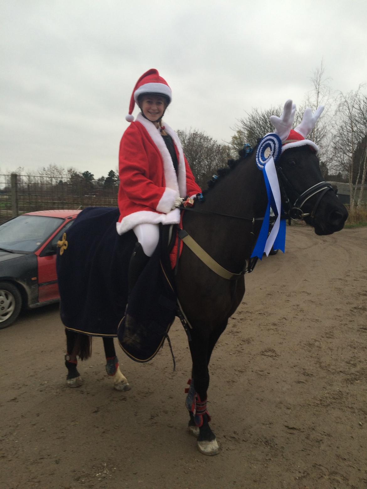 Welsh Partbred (Sec F) Laibek's Olympic - TSR -julestævne billede 4