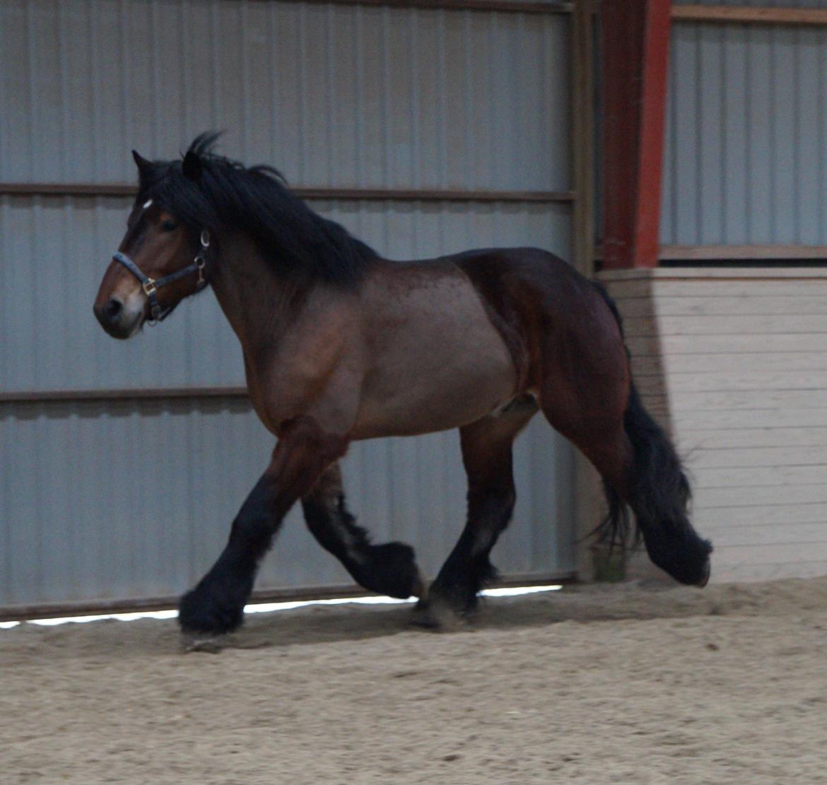 Belgier Søtoften's Hansi billede 14